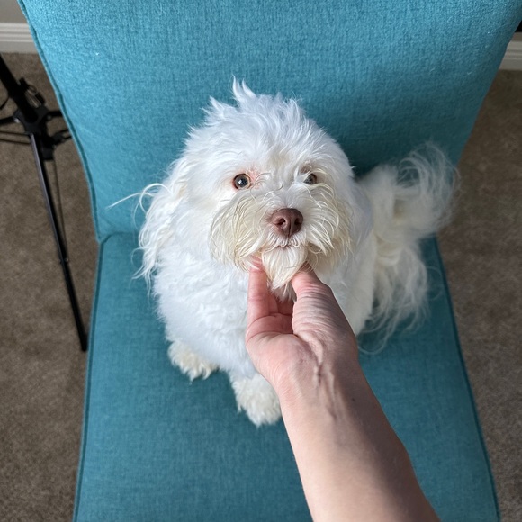 Meet Your Posher, Alanna ๐ - Picture 7 of 9